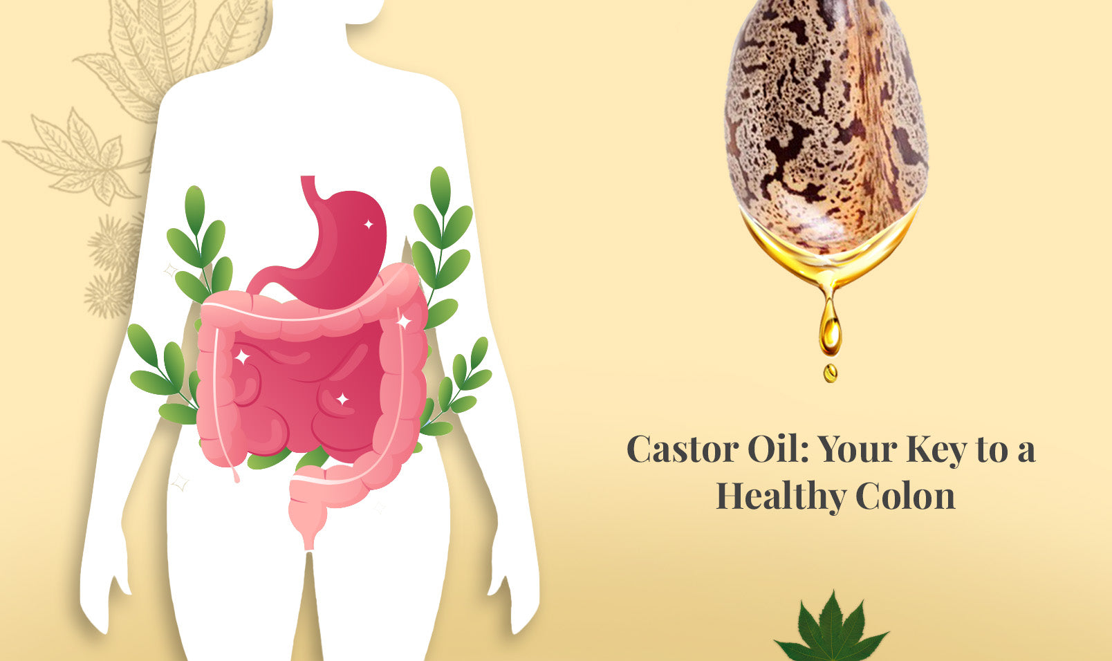 Colon Oil Castor Oil: Your Key to a Healthy Colon – EriCare®