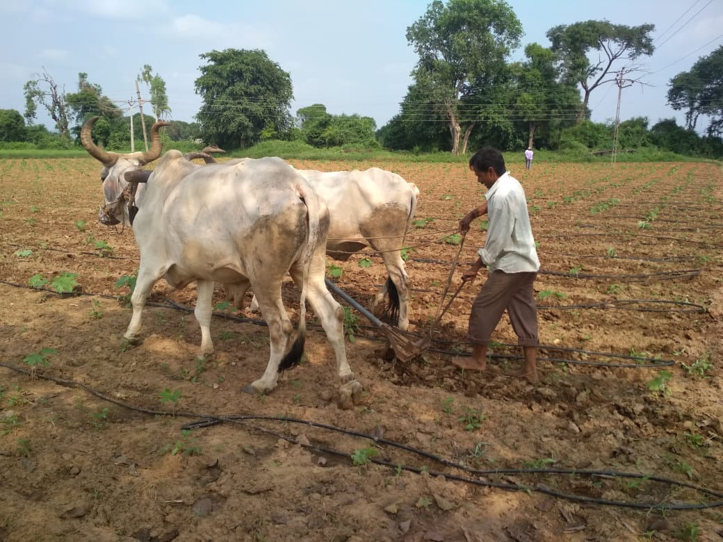 Image of an Indian castor farmer with bullocks, symbolizing the source of high-quality castor oil for Ericare products