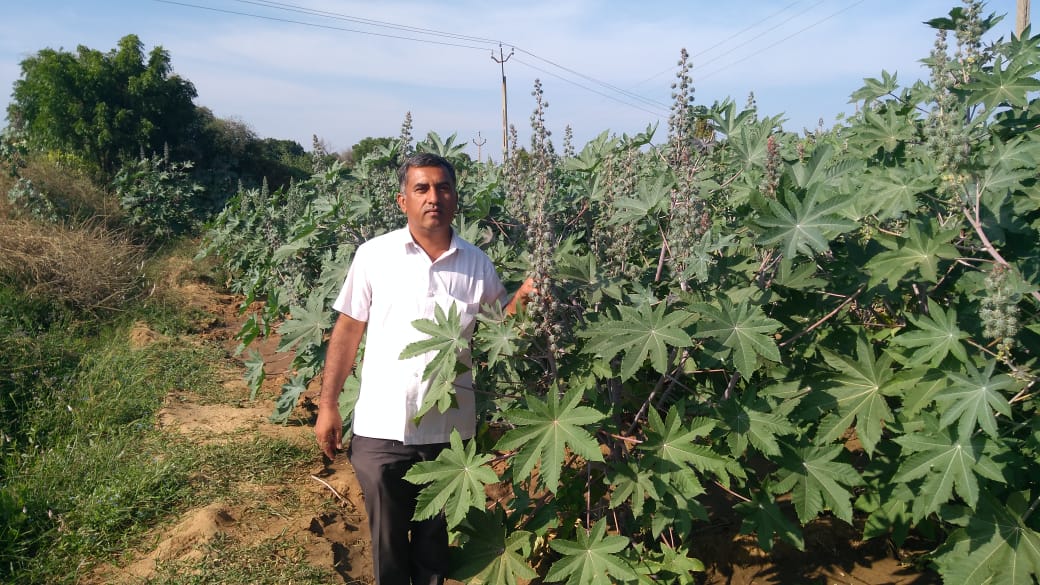 Image of Dinesh Bhai, a dedicated farmer practicing sustainable farming to produce high-quality organic castor seeds, essential for the creation of ericare certified organic castor oil