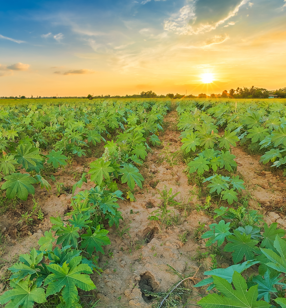 Castor Farm that produces high-quality castor seeds with sustainable castor farming for extracting pure cold-pressed castor oil